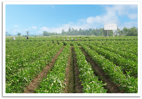 herb fields