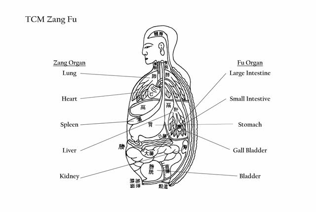 Organ Identification Chart