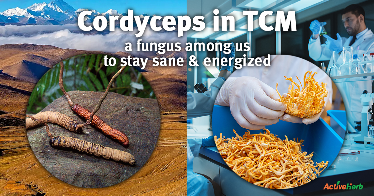 Cordyceps in TCM: A Fungus Among Us To Stay Sane & Energized ...
