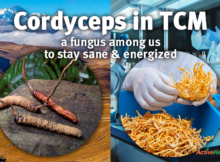 Cordyceps in TCM