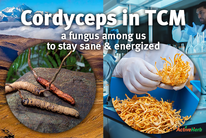 Cordyceps in TCM