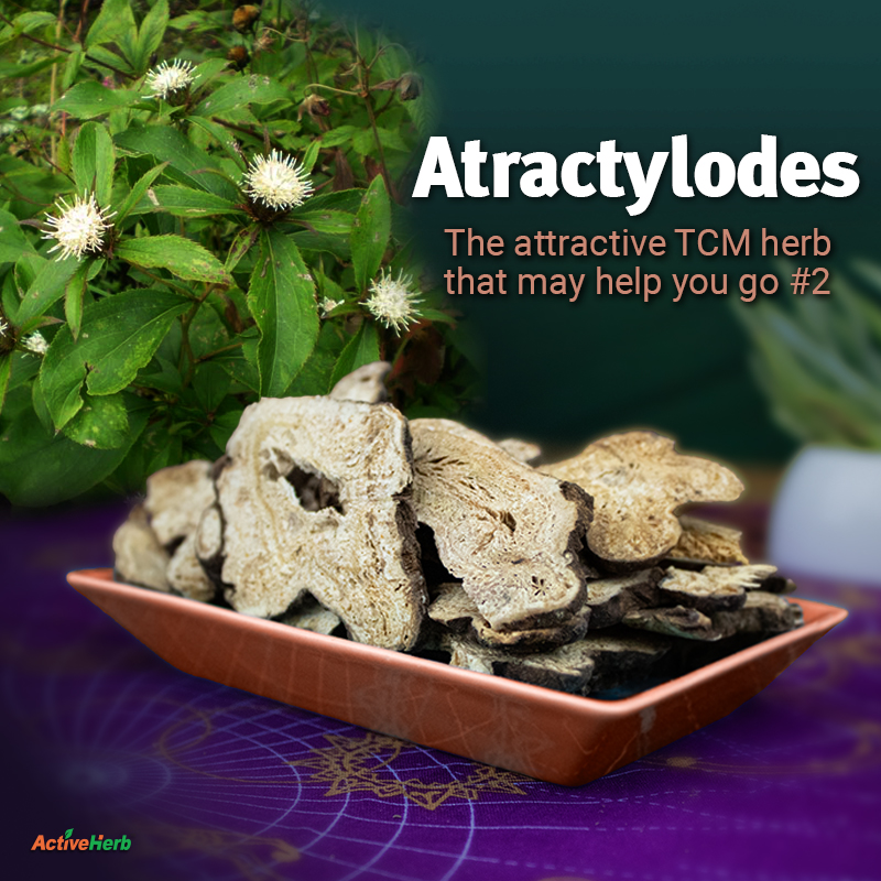 Atractylodes: The Attractive TCM Herb That May Help You Go #2