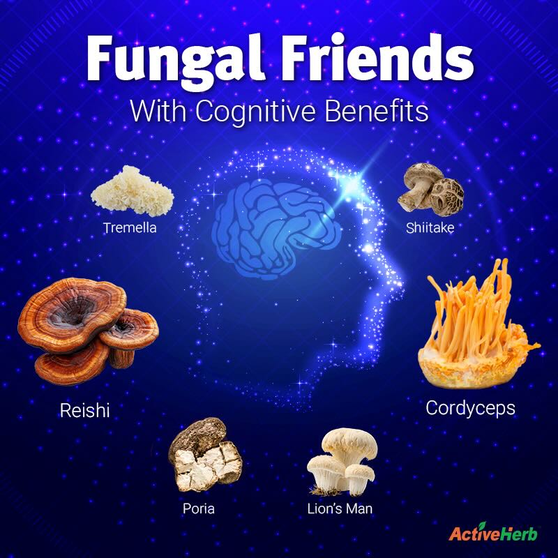 Could TCM Mushrooms Be the Missing Link in Holding Back Cognitive Decline?