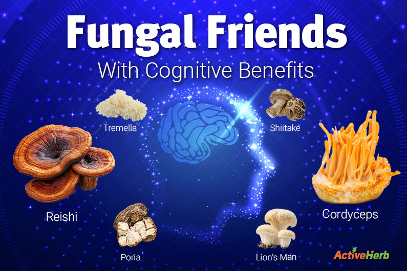 Could TCM Mushrooms Be the Missing Link in Holding Back Cognitive Decline?