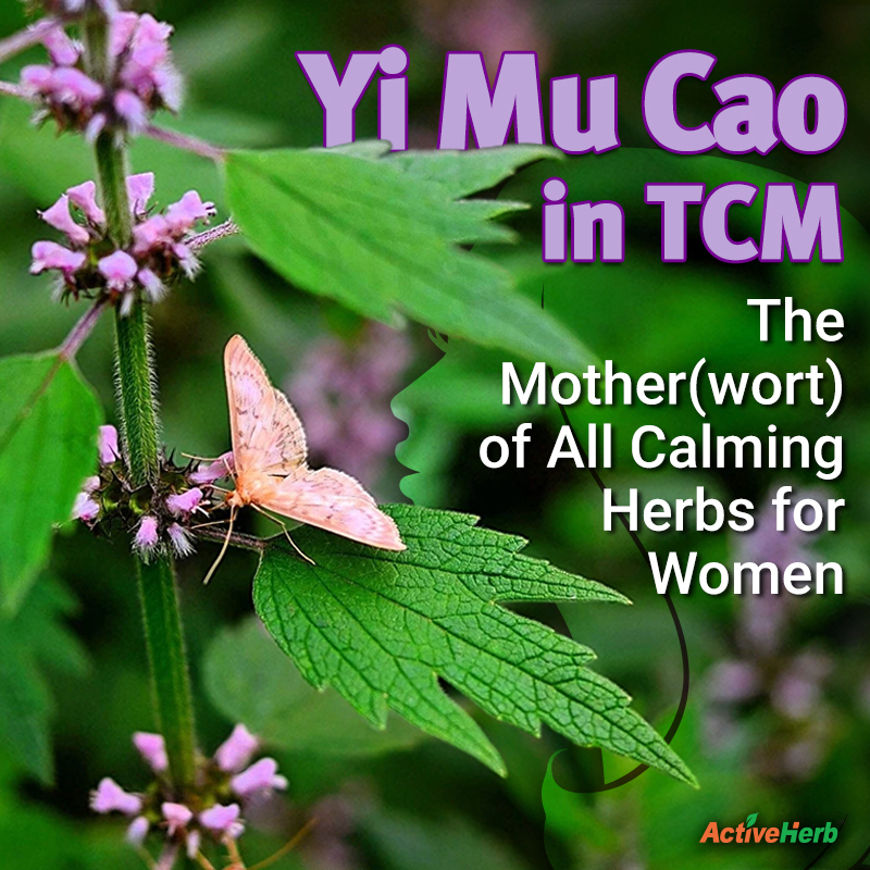 Yi Mu Cao in TCM: The Mother(wort) of All Calming Herbs for Women