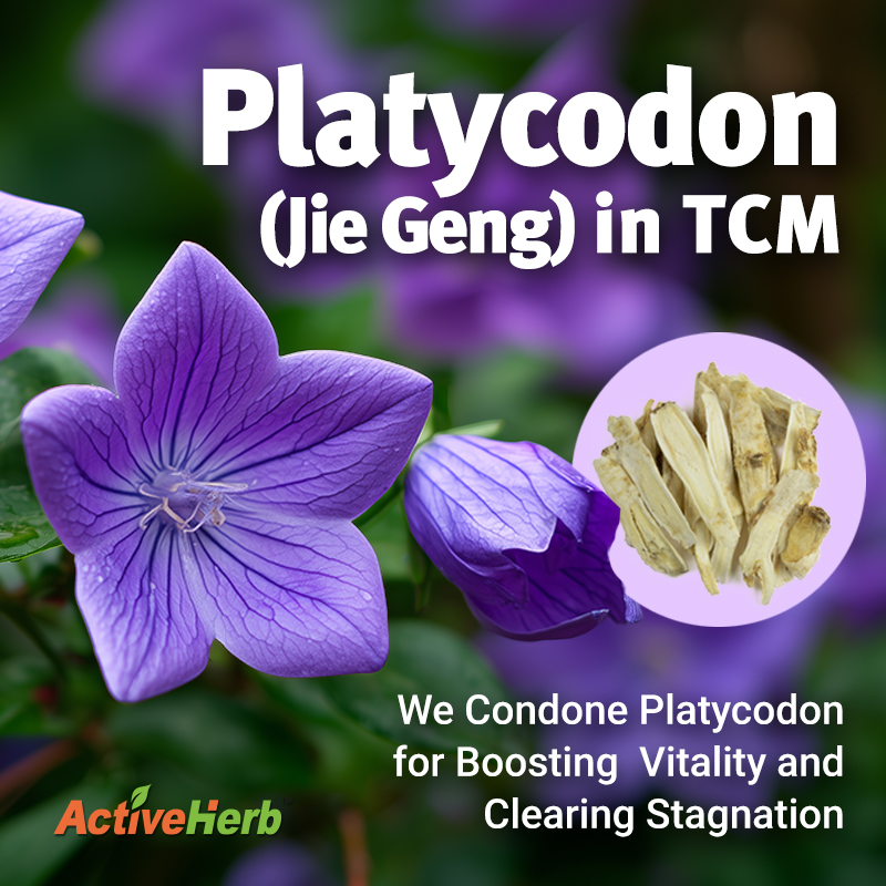 Jie Geng in TCM: We Condone Platycodon For Boosting Vitality and Clearing Stagnation