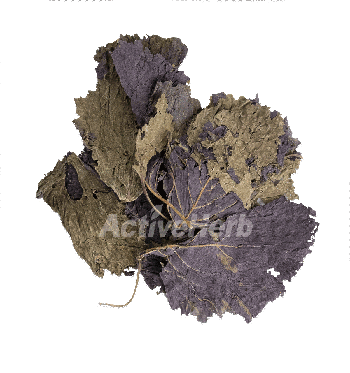 Zi Su Ye Perilla Leaf Folium Perillae 紫苏叶 Bulk Chinese Herb Activeherb